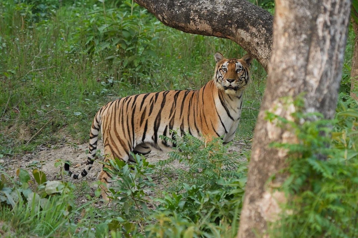 Bardia National Park