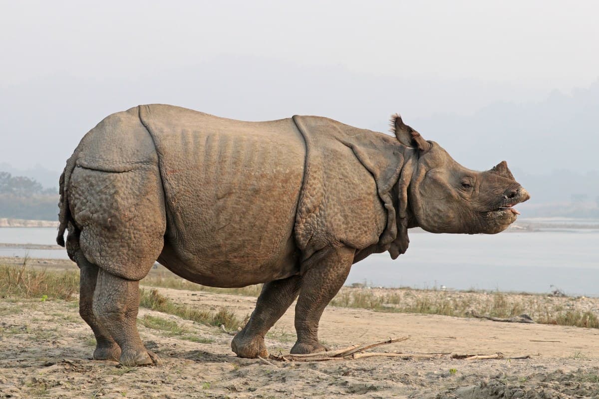 Chitwan & Bardia Wild Safari